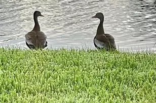 10114 Highland Park Pl, Palmetto, FL 34221 - Photo 65