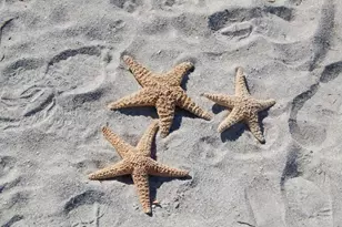 545 Sanctuary Dr, Longboat Key, FL 34228 - Photo 49