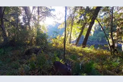 Sw Dragon Way, Jasper, FL 32052 - Photo 7