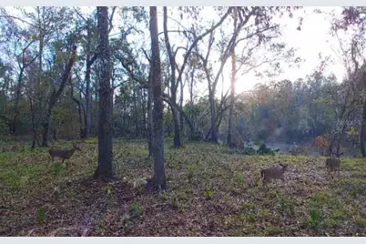 Sw Dragon Way, Jasper, FL 32052 - Photo 3