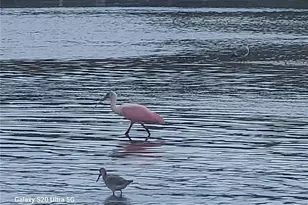 360 Gulf of Mexico Dr, Longboat Key, FL 34228 - Photo 11