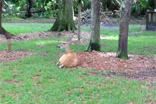 8725 Quail Run Dr, Wesley Chapel, FL 33544 - Photo 73