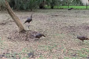 8725 Quail Run Dr, Wesley Chapel, FL 33544 - Photo 77