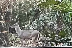 8725 Quail Run Dr, Wesley Chapel, FL 33544 - Photo 75