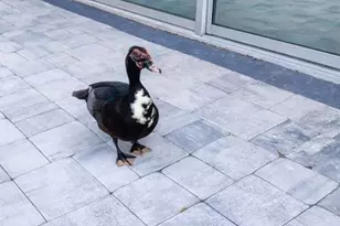 3149 Homasassa Rd, Sarasota, FL 34239 - Photo 55