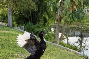 3149 Homasassa Rd, Sarasota, FL 34239 - Photo 57