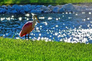 4855 Independence Dr, Bradenton, FL 34210 - Photo 17