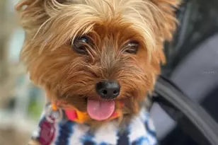 12432 Palatka Dr, Venice, FL 34293 - Photo 33