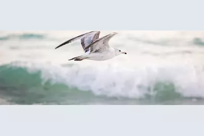 6328 Winding Pine Drive, Nokomis, FL 34275 - Photo 47