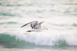 6328 Winding Pne Dr, Nokomis, FL 34275 - Photo 47