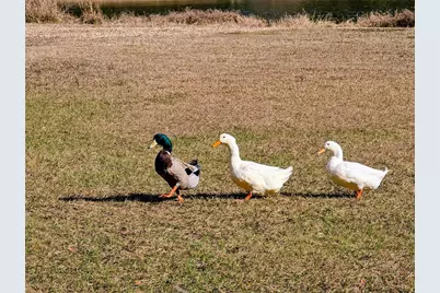 Sw 109th Place, Dunnellon, FL 34432 - Photo 11