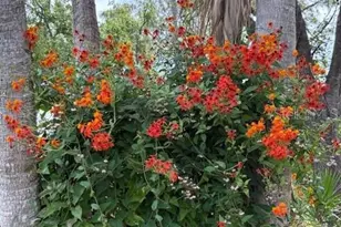 7604 Weeping Willow Cir, Sarasota, FL 34241 - Photo 67