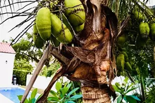 1234 W Ivanhoe Blvd, Orlando, FL 32804 - Photo 23