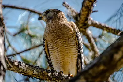 11637 Old Florida Lane, Parrish, FL 34219 - Photo 45