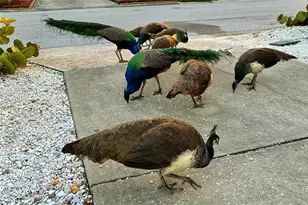 821 41st St, Sarasota, FL 34234 - Photo 61