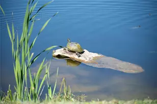 3715 45th Terrace W, Bradenton, FL 34210 - Photo 59