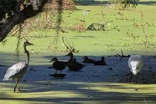 5165 Cedar Hammock Ln, Sarasota, FL 34232 - Photo 61