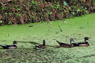 5165 Cedar Hammock Ln, Sarasota, FL 34232 - Photo 59