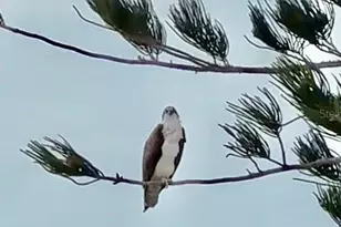 9397 Midnight Pass Rd, Sarasota, FL 34242 - Photo 63