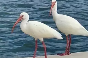 9397 Midnight Pass Rd, Sarasota, FL 34242 - Photo 61