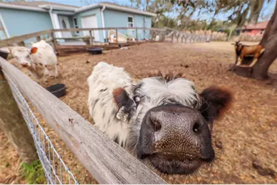 2731 Logue Road, Myakka City, FL 34251 - Photo 25