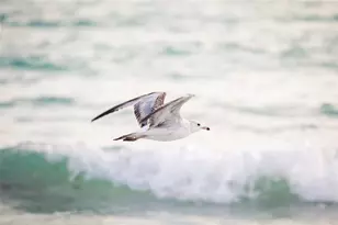 5880 Midnight Pass Rd, Sarasota, FL 34242 - Photo 75