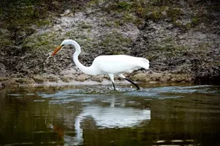 35005 Clay Gully Rd, Myakka City, FL 34251 - Photo 73