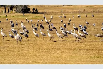 35005 Clay Gully Road, Myakka City, FL 34251 - Photo 73