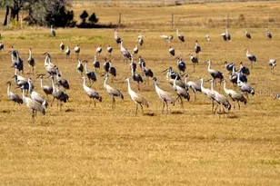 35005 Clay Gully Rd, Myakka City, FL 34251 - Photo 73