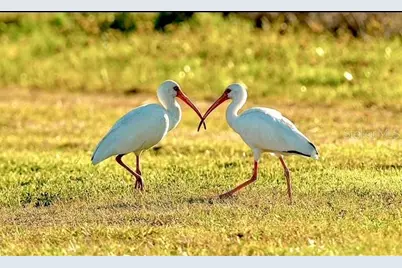 35005 Clay Gully Road, Myakka City, FL 34251 - Photo 71