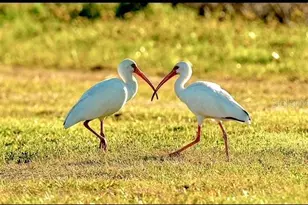 35005 Clay Gully Rd, Myakka City, FL 34251 - Photo 71