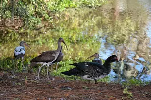 1661 S Jefferson Ave, Sarasota, FL 34239 - Photo 77