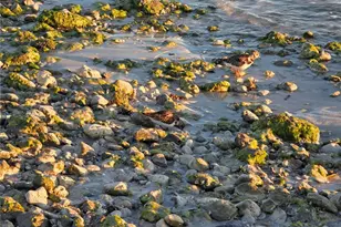 2566 Gary Cir, Dunedin, FL 34698 - Photo 35