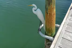 948 Spanish Dr S, Longboat Key, FL 34228 - Photo 65