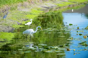 5234 Mahogany Run Ave, Sarasota, FL 34241 - Photo 87