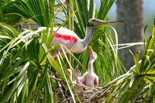 4405 Mt Vernon Dr, Bradenton, FL 34210 - Photo 61