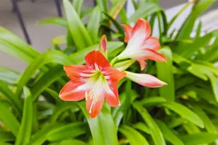 7418 Monte Verde, Sarasota, FL 34238 - Photo 57