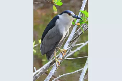 4456 Streamside Court #1605, Sarasota, FL 34238 - Photo 39