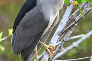 4456 Streamside Ct, Sarasota, FL 34238 - Photo 39