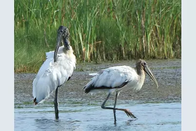 4456 Streamside Court #1605, Sarasota, FL 34238 - Photo 37