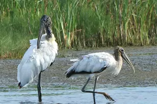 4456 Streamside Ct, Sarasota, FL 34238 - Photo 37