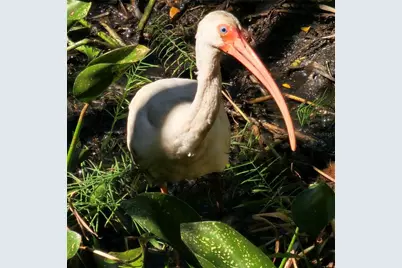 3317 Pine Valley Drive, Sarasota, FL 34239 - Photo 35