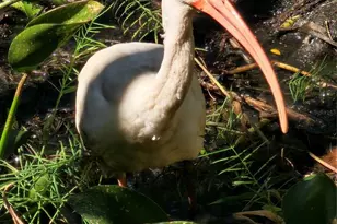 3317 Pine Valley Dr, Sarasota, FL 34239 - Photo 35