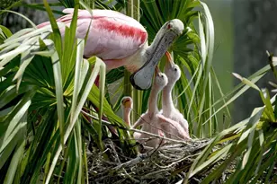 4726 Potomac Cir, Bradenton, FL 34210 - Photo 49