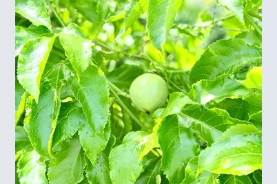 8509 La Boca Avenue, North Port, FL 34287 - Photo 41