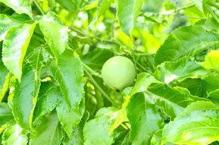 8509 La Boca Ave, North Port, FL 34287 - Photo 41