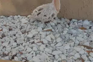 311 58th Ave E, Bradenton, FL 34203 - Photo 87