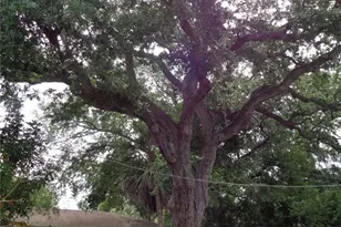 1906 Dudley Pl, Sarasota, FL 34235 - Photo 5