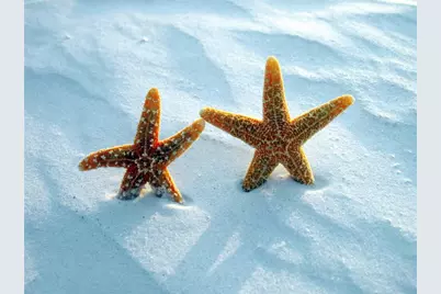 1331 Daryl Drive, Sarasota, FL 34232 - Photo 31