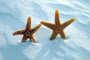 1331 Daryl Dr, Sarasota, FL 34232 - Photo 31